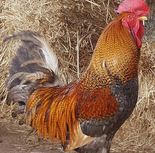 住宿加早餐酒店 La Grave 3*