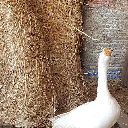 La Grave Bed & Breakfast Noci